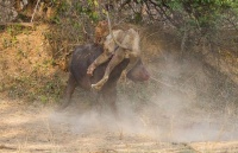 Трагическая схватка льва и буйвола в африканской саванне (18+)